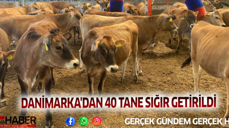 DANİMARKA'DAN 40 TANE SIĞIR GETİRİLDİ