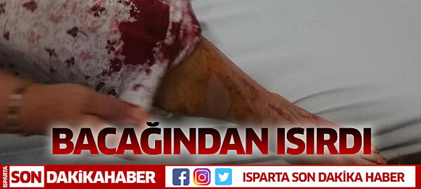 Bacağından Isırdı
