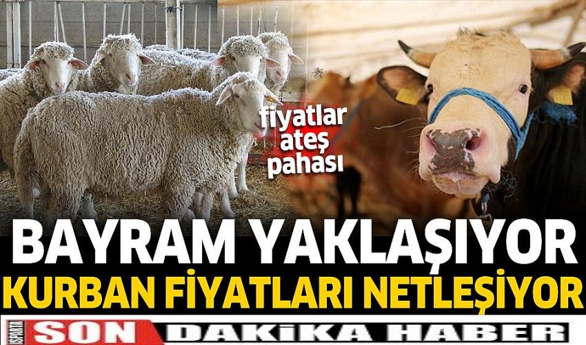 Burdur Kurban Fiyatları 2022