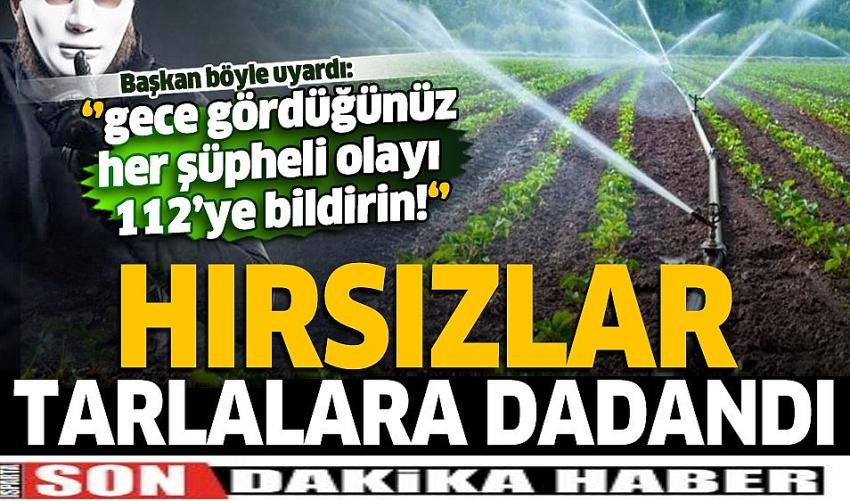 Hırsızlar tarlalara dadandı