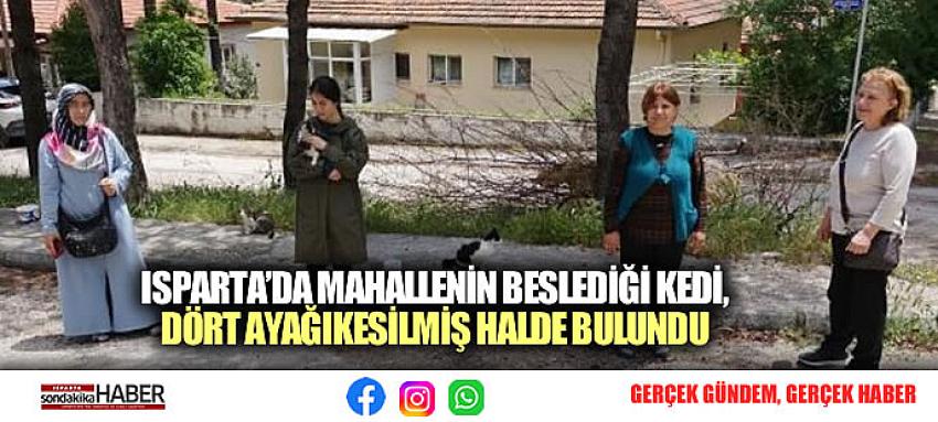 ISPARTA’DA MAHALLENİN BESLEDİĞİ KEDİ, DÖRT AYAĞIKESİLMİŞ HALDE BULUNDU